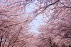 多彩贵州：平坝樱花、金海雪山、苗乡风情 6天 商品缩略图10