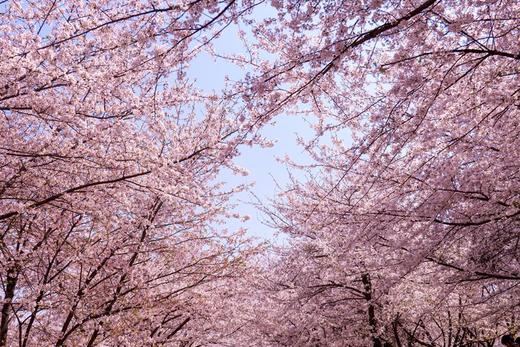 多彩贵州：平坝樱花、金海雪山、苗乡风情 6天 商品图10