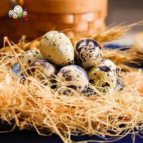【农家杂粮喂养】保卫蛋蛋 鹌鹑蛋 50/100枚 蛋清晶莹剔透蛋白有弹性