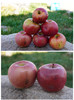 妙耕有机苹果瑕疵果（阿珍富士&瑞雪）产地：陕西 【基地直发】 商品缩略图2