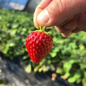 农科院有机小草莓，全程无药干预，防虫害也是天然防治，香甜