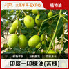 印楝油 Neem OiL 印度苦楝 手工皂 洁面洗护化妆品原料批发 商品缩略图0