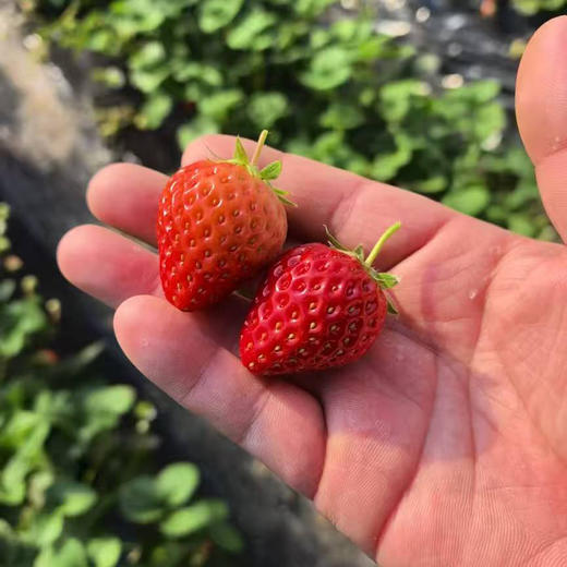 农科院有机小草莓，全程无药干预，防虫害也是天然防治，香甜 商品图1