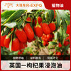 枸杞果浸泡油原料批发SPA按摩植物基础油美容院按摩油批发 商品缩略图0