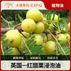 红醋栗浸泡油Redcurrant植物油基础油美容院按摩油原料批发 商品缩略图0