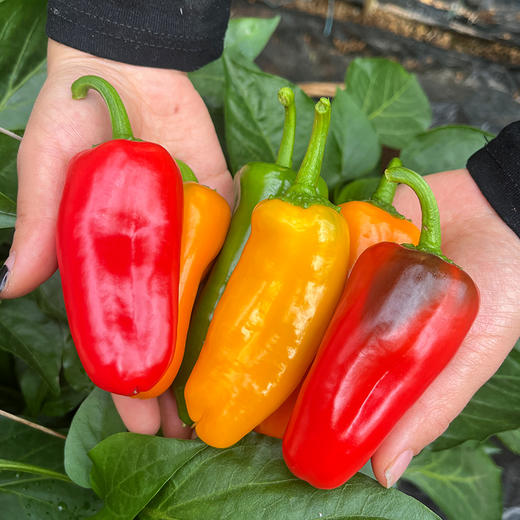 农家自种新鲜迷你水果彩椒 甜脆不辣水分足 适合生吃 沙拉 时令蔬菜 200g 商品图3