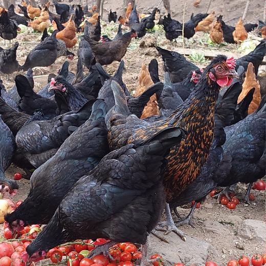 初产蛋60枚120元，全国包邮 商品图1