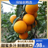正宗象山红美人柑橘橙子家庭装礼盒装 果肉软嫩 饱满多汁 颗颗精选 皮薄易剥 吸着吃的自然鲜橙 商品缩略图0