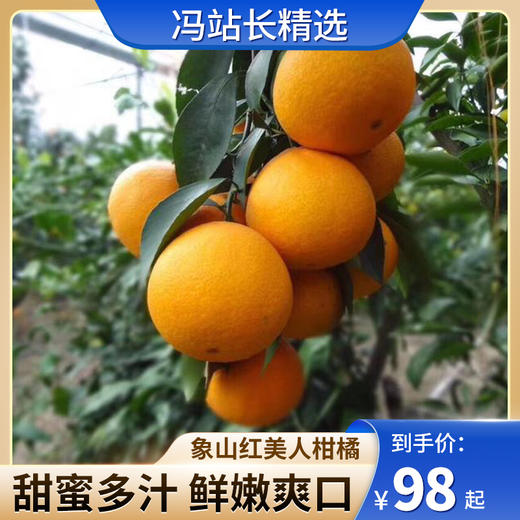 正宗象山红美人柑橘橙子家庭装礼盒装 果肉软嫩 饱满多汁 颗颗精选 皮薄易剥 吸着吃的自然鲜橙 商品图0