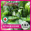 有机孔雀菜300g 商品缩略图0