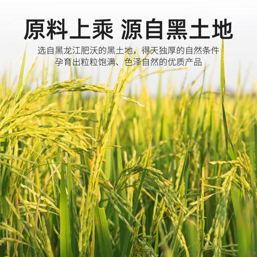 袋鼠小布黑龙江粳米780g罐装 粒粒饱满自然香软胚芽米健康主食 商品图1
