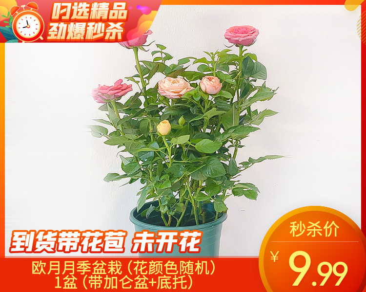 欧月月季盆栽（花颜色随机）/1盆（带加仑盆+底托）