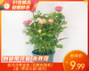 欧月月季盆栽（花颜色随机）/1盆（带加仑盆+底托） 商品缩略图0