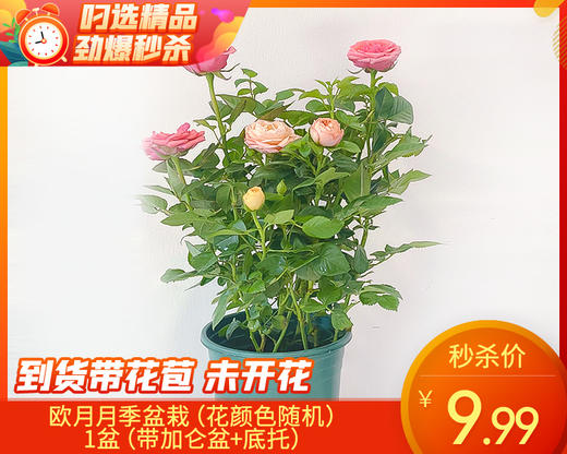 欧月月季盆栽（花颜色随机）/1盆（带加仑盆+底托） 商品图0