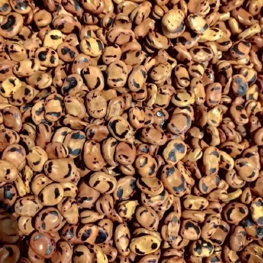 炒蚕豆 约500g/份 商品图0