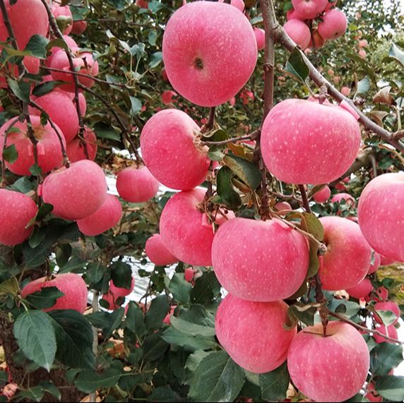 【延安帮扶】绿一禾丨延安富士苹果 4.5斤