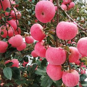 【延安帮扶】绿一禾丨延安富士苹果 4.5斤