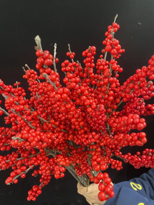 天物冬青秋实A50cm批发 商品图5