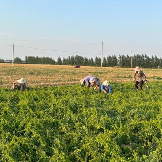 【同行精选】生态铁棍山药冻干粉120g/盒   低温打粉  细腻绵滑 商品图9