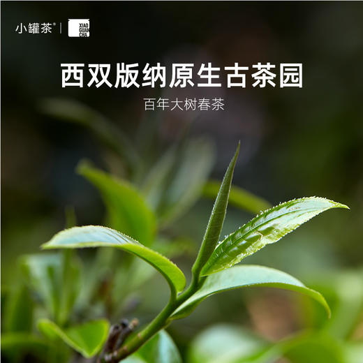 小罐茶 大师系列·普洱茶（熟茶）4g*10罐装4.0版A 普洱熟茶(畅享) 4g*10罐装  商品图1