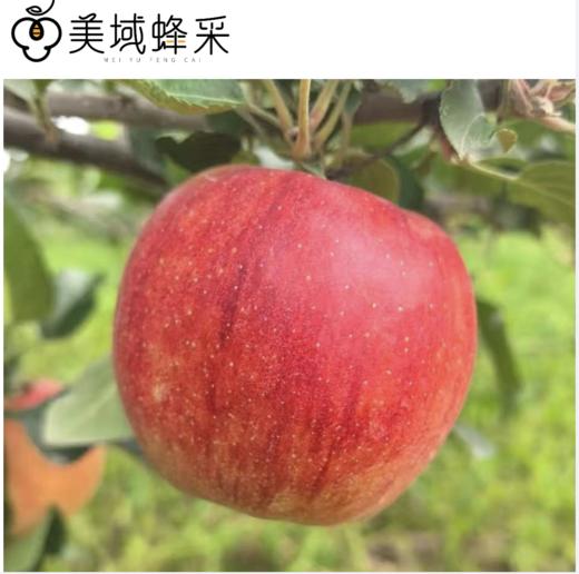 【顺丰/京东】美蜂贵妃苹果 高山净土生态种植 蚯蚓肥料浇灌  口感蜜脆浓香 BMF 商品图1