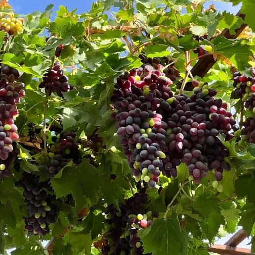 【蜜饯精选】新疆红香妃葡萄干 新疆吐鲁番当季优质红香妃葡萄 人工筛选自然晾晒而成  粒大无核 果肉厚实 肉软清甜 有近似玫瑰花的香味 商品图5