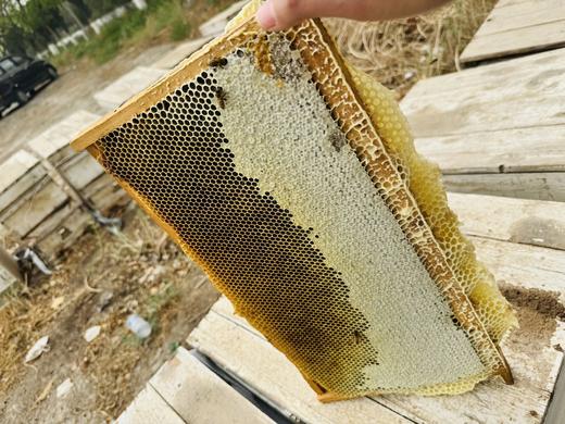 限时特惠 | 新疆阿克苏野生花蜜 冰糖心苹果花蜜/沙枣蜜 商品图7