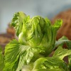 生态儿菜【含儿菜妈妈】（农场直发-顺丰包邮） | 4斤装，来自成都郫都【原乡农场，自产自销】 商品缩略图6