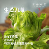 生态儿菜【含儿菜妈妈】（农场直发-顺丰包邮） | 4斤装，来自成都郫都【原乡农场，自产自销】 商品缩略图0