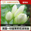 印度茉莉花浸泡油原料批发SPA按摩植物基础油美容院按摩油 商品缩略图0