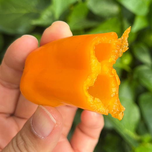 农家自种新鲜迷你水果彩椒 甜脆不辣水分足 适合生吃 沙拉 时令蔬菜 200g 商品图2