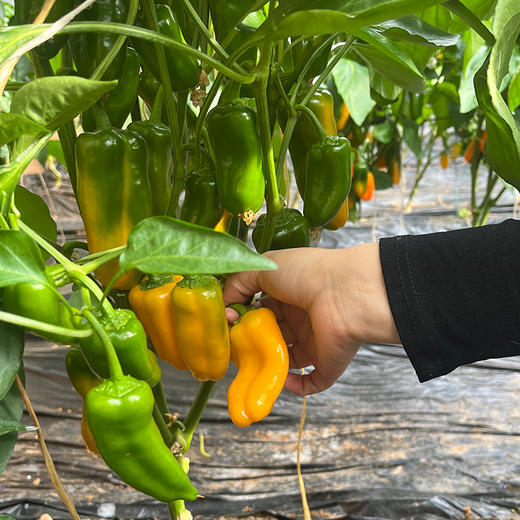 农家自种新鲜迷你水果彩椒 甜脆不辣水分足 适合生吃 沙拉 时令蔬菜 200g 商品图4