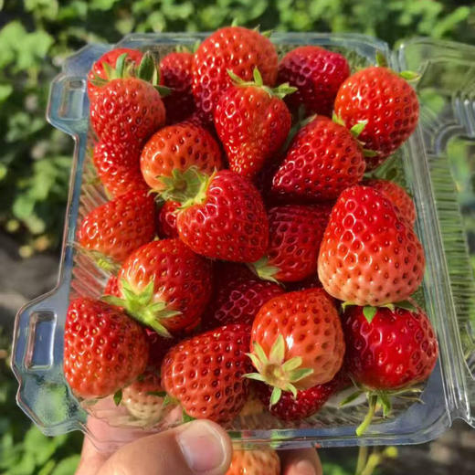 农科院有机小草莓，全程无药干预，防虫害也是天然防治，香甜 商品图2