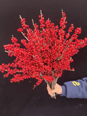 天物冬青秋实A50cm批发