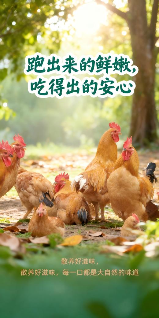 老家有地（400天老母鸡）净重1200g-1350g 商品图1