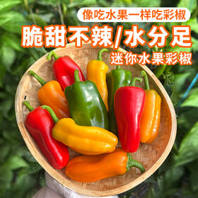 农家自种新鲜迷你水果彩椒 甜脆不辣水分足 适合生吃 沙拉 时令蔬菜 200g