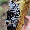 《沉默的蜜蜂》 云南野采树洞黑蜜 陈年蜜 米团花为蜜源的稀有蜂蜜 独特花香中带药香焦糖香（云南昆明顺丰陆运发货） 商品缩略图1