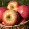 妙耕有机苹果瑕疵果（阿珍富士&瑞雪）产地：陕西 【基地直发】 商品缩略图1
