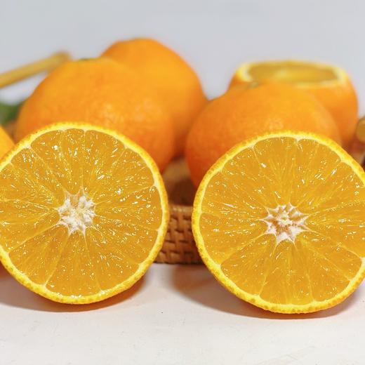 福建红美人 商品图3