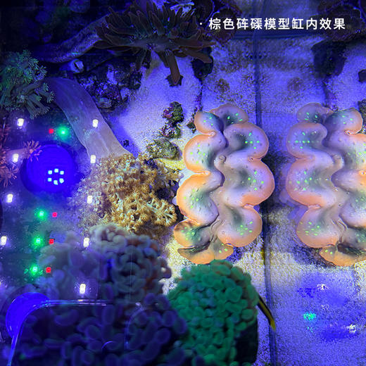 仿真砗磲摆件 商品图7