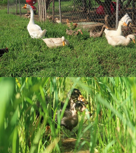 【山林散养】山林自由散养鸭子（包邮限送京津冀） 商品图1