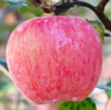 【延安帮扶】绿一禾丨延安富士苹果 4.5斤 商品缩略图1