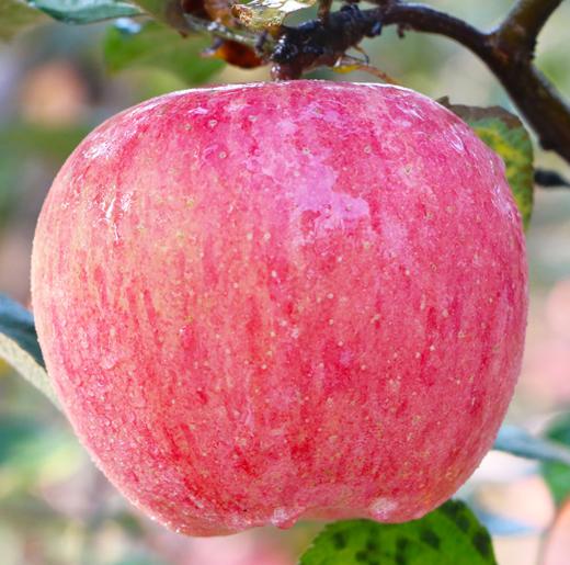 【延安帮扶】绿一禾丨延安富士苹果 4.5斤 商品图1