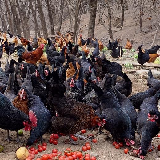 初产蛋60枚120元，全国包邮 商品图3