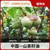 山茶籽植物油超临界CO2萃取原料批发油茶籽基础油camellia seed 商品缩略图0