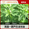 葫芦巴浸泡油Fenugreek原料批发SPA植物基础油美容院按摩油 商品缩略图0