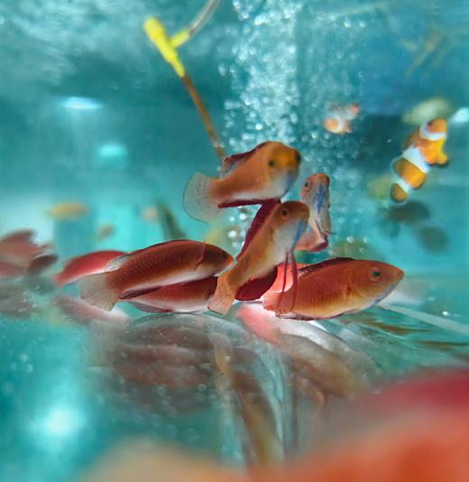 蓝喉/蓝肚仙子龙Cirrhilabrus cyanogularis 商品图2