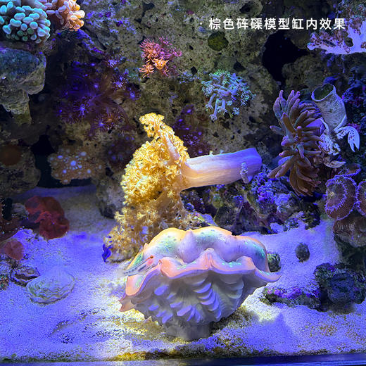 仿真砗磲摆件 商品图8