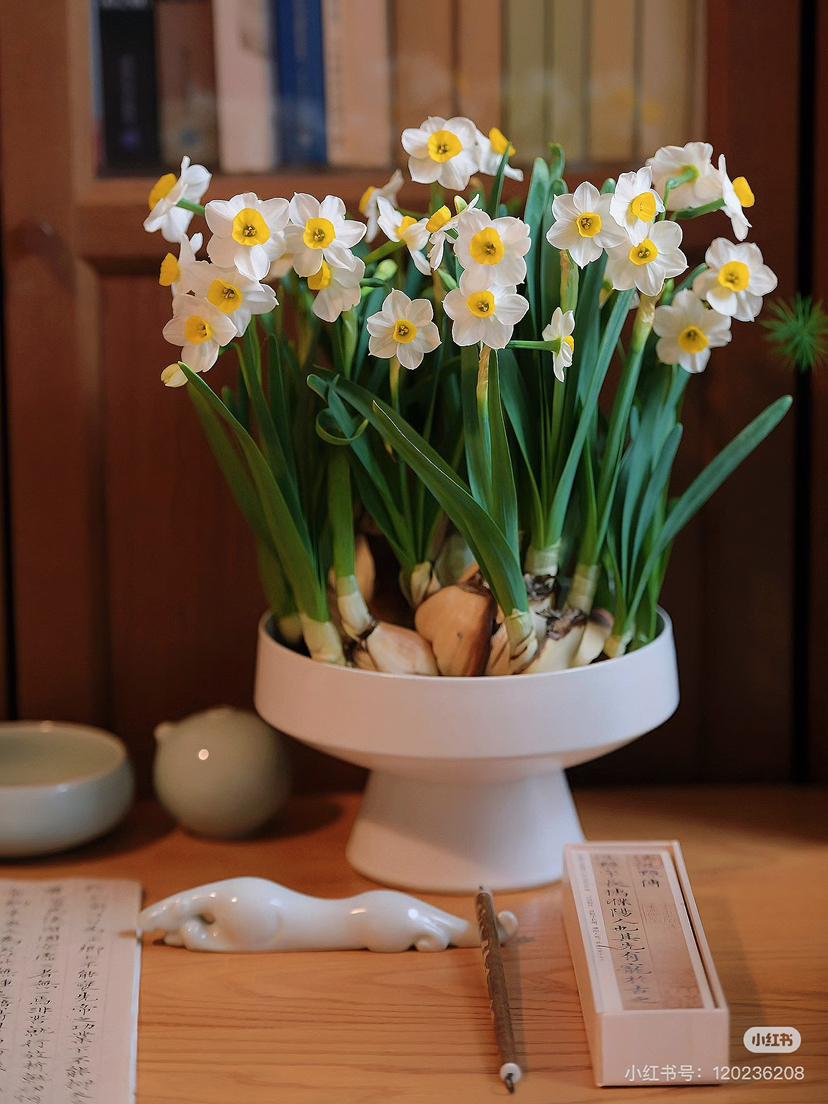 秒杀特价：水仙 苔藓球 佛手柑托盆：19.9（现货 下单即可到店自提）