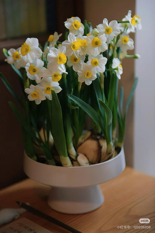 秒杀特价：水仙 苔藓球 佛手柑托盆：19.9（现货 下单即可到店自提） 商品图2